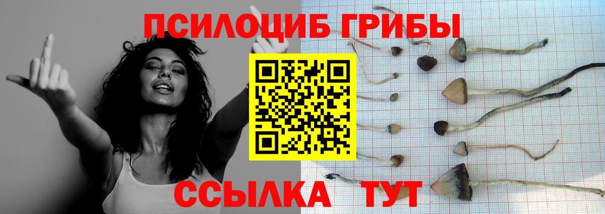 закладки  Братск  Псилоцибиновые грибы MAGIC MUSHROOMS  Псилоцибиновые грибы Cubensis 